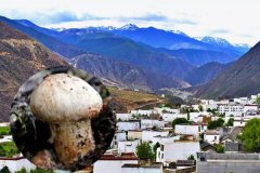 四川鄉城松茸產地-[年產量200多噸]
